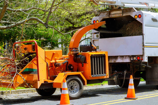 Best Tree Preservation Services  in Pinewood Estates, TX