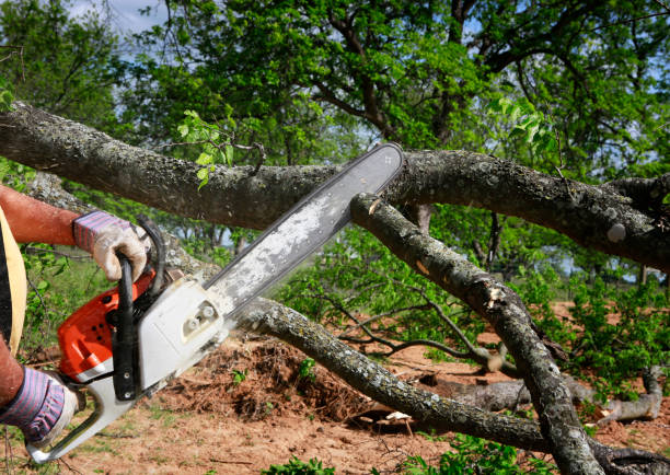 Best Leaf Removal  in Pinewood Estates, TX