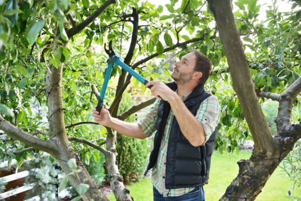 Lawn Watering Services in Pinewood Estates, TX